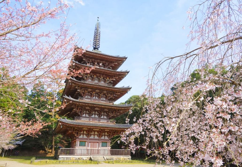 Kyoto's Shimo Daigo-Ji Temple surrounded by cherry trees.