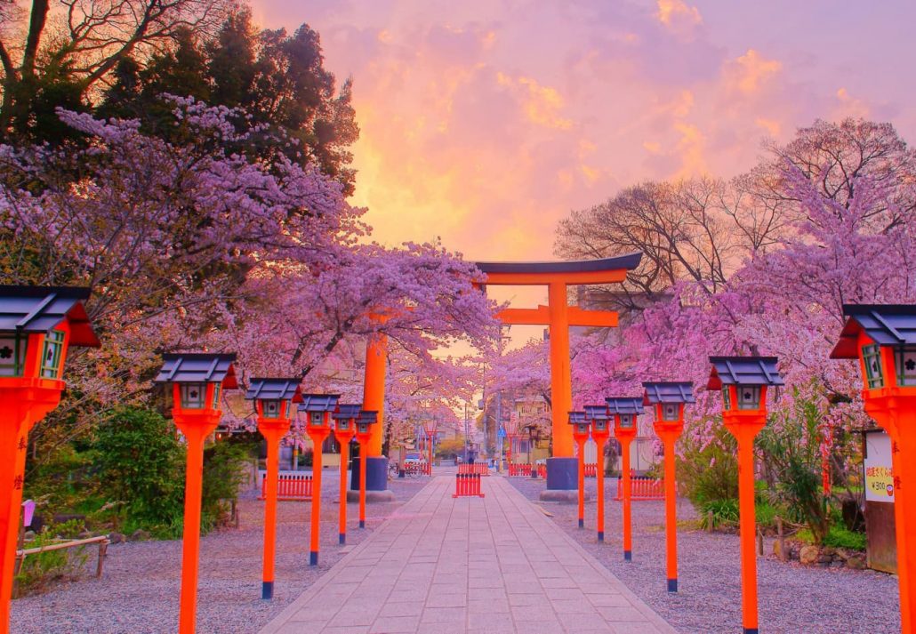 Kyoto's Hirano Shrine framed by cherry trees at dawn.