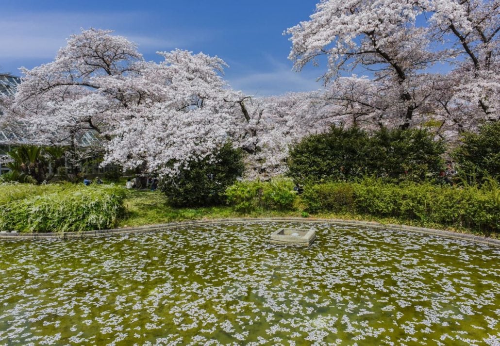 Cherry trees in the Kyoto Botanical Gardens.