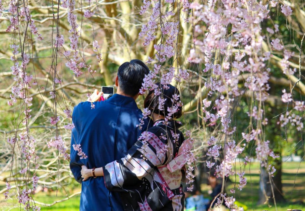Couple under a cherry tree in the Kyoto Gyoen National Garden during spring.