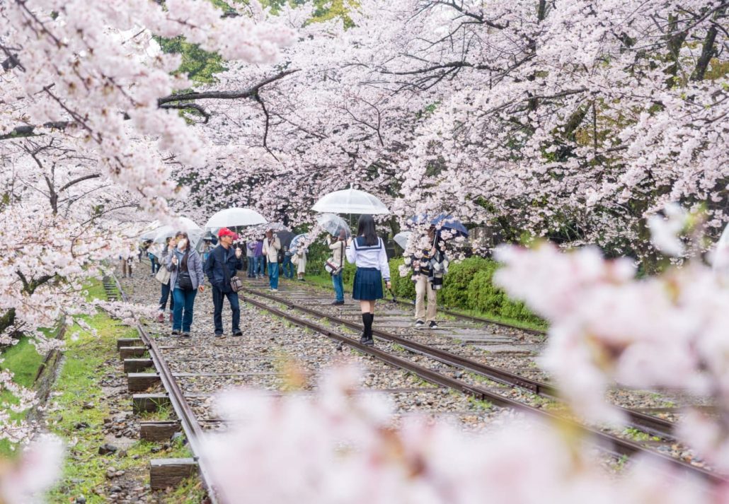Kyoto's Keage Incline dotted with cherry trees, during springtime.