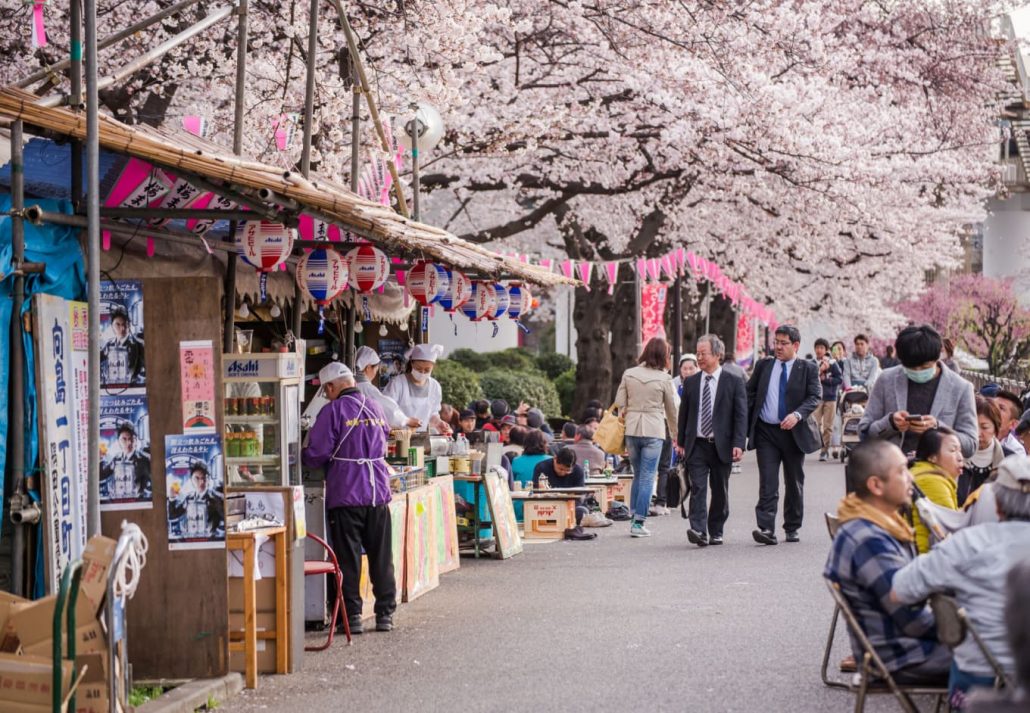 Maruyama Park filled with cherry trees, in Kyoto.