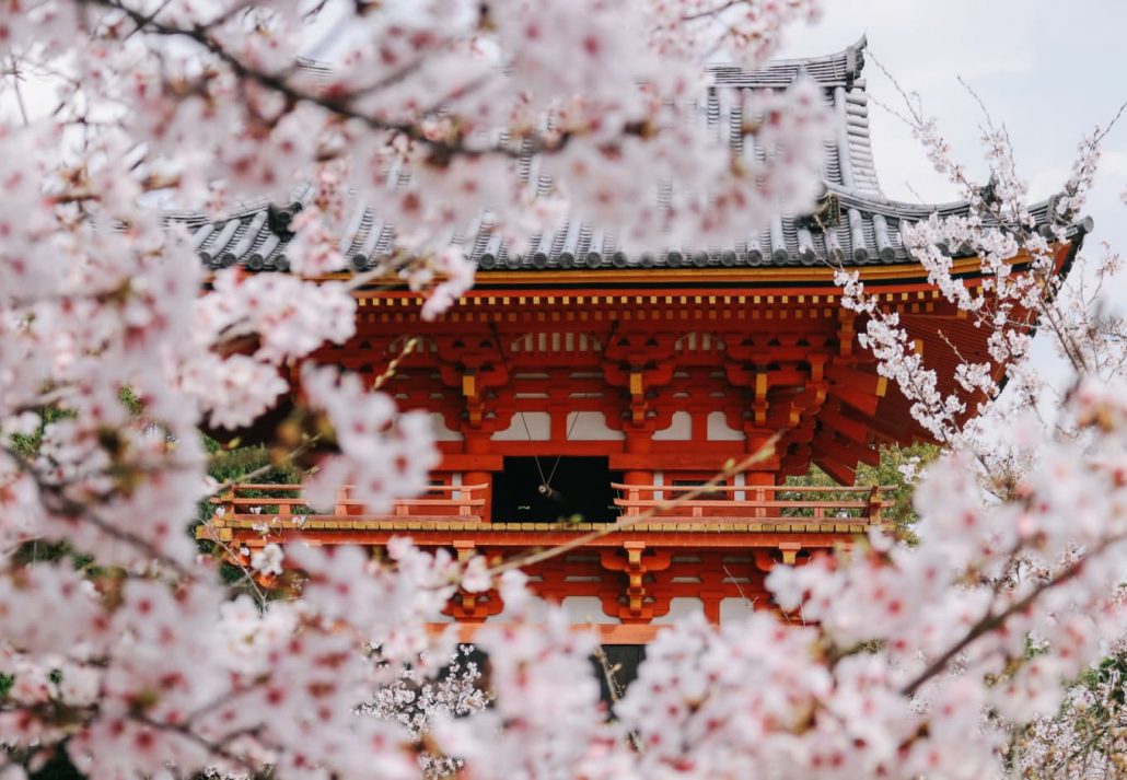 Kyoto's Ninnaji Temple surrounded by cherry trees.