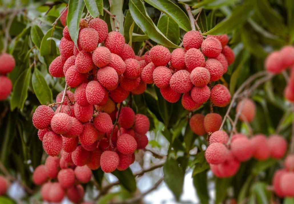 Lychee fruit