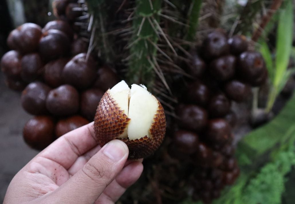 Snake fruit