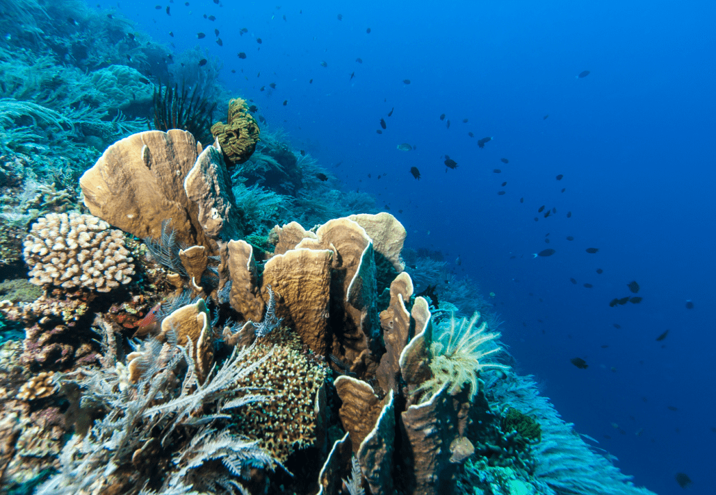 coral reef