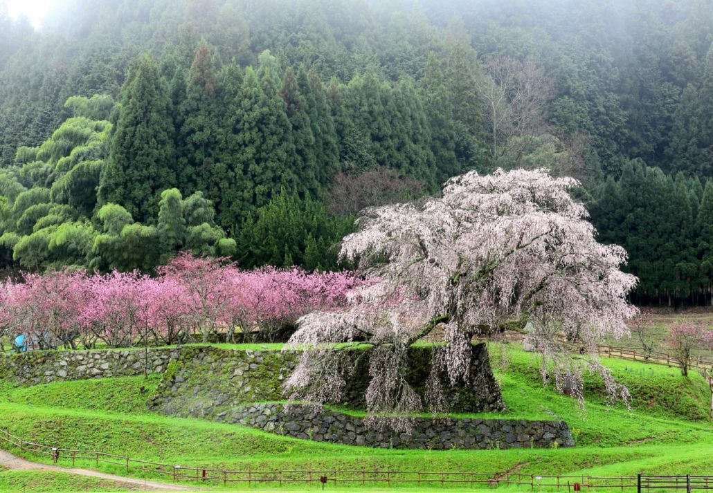 Matabei Cherry Tree in Ouda-Hongo, in Japan.