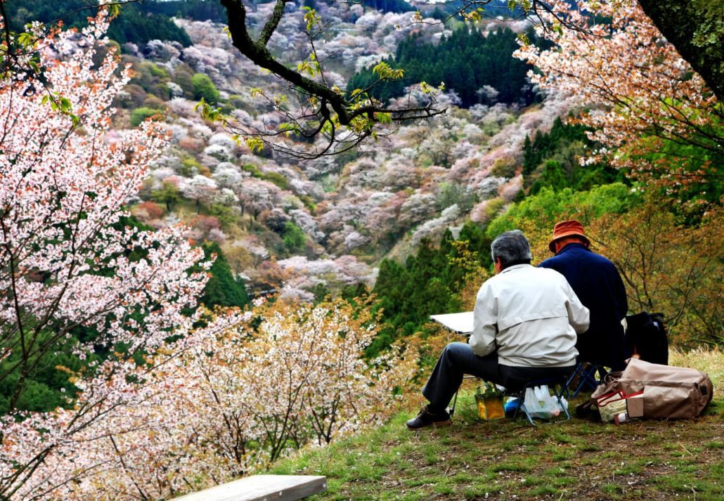 Mount Wakakusa covered in cherry trees, in Nara, Japan.