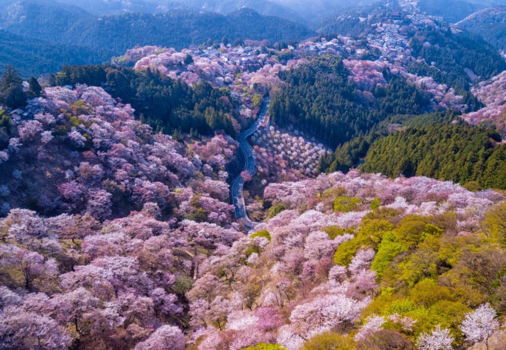 Mt. Yoshino covered in cherry blossoms, in Nara, Japan.