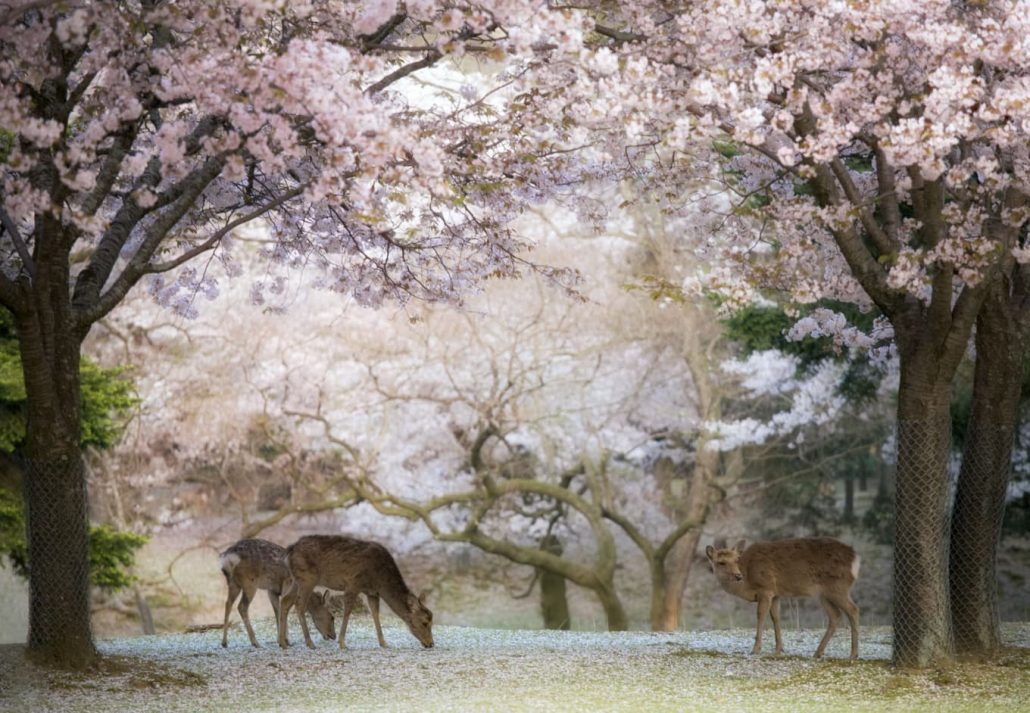 Nara Park covered in cherry blossoms.
