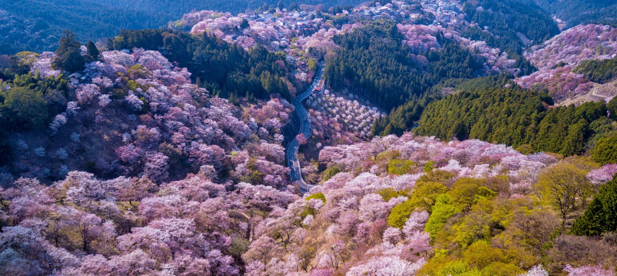 Mt. Yoshino covered in cherry blossoms, in Nara, Japan.