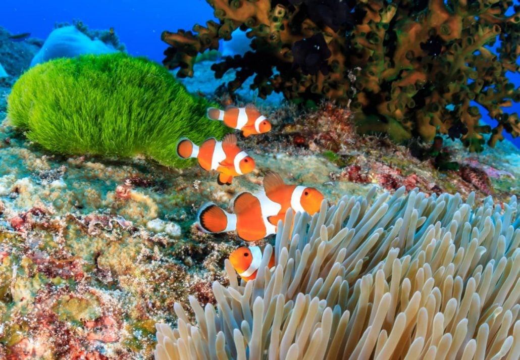 Tropical fish near Similan Islands