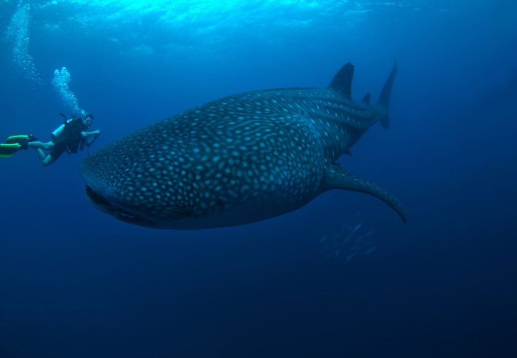 A whale encounter near the Similan Islands