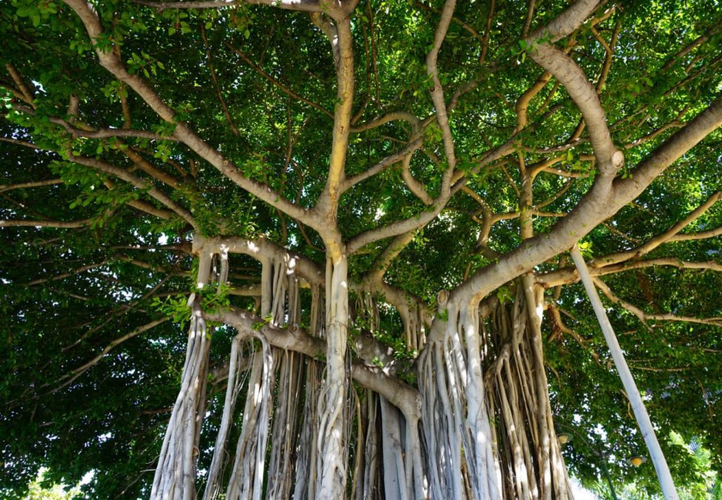 A unique tree at the Kuhio Beach Park