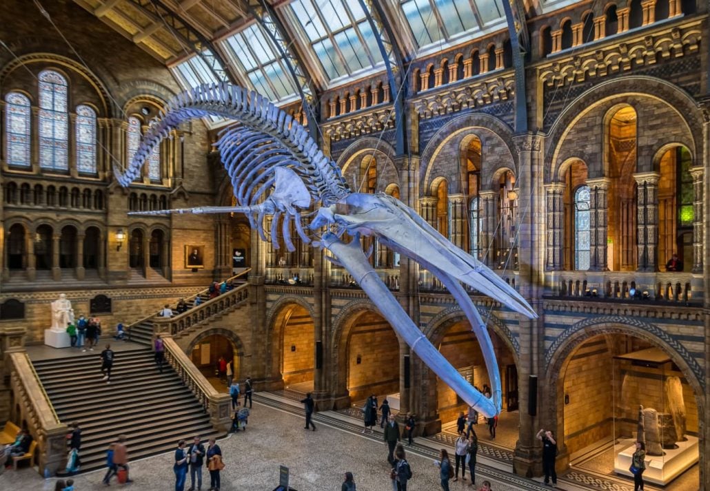 Free museums in London - Natural History Museum