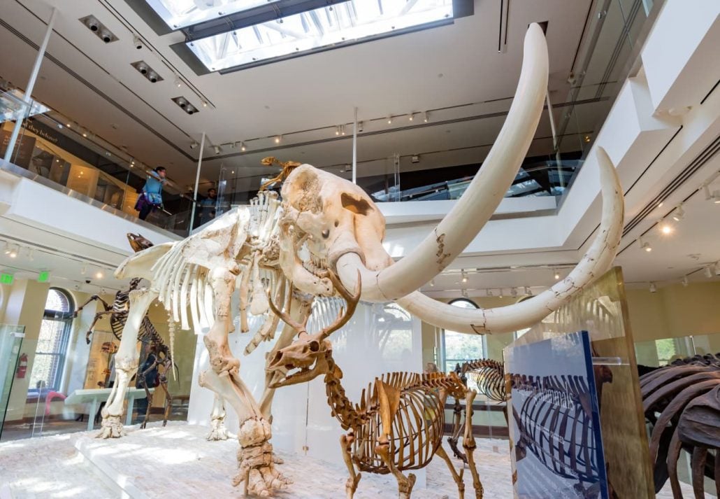 Fossil at the Natural History Museum of Los Angeles, California.