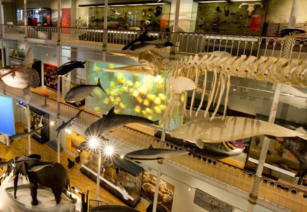 national museum of scotland dinosaur