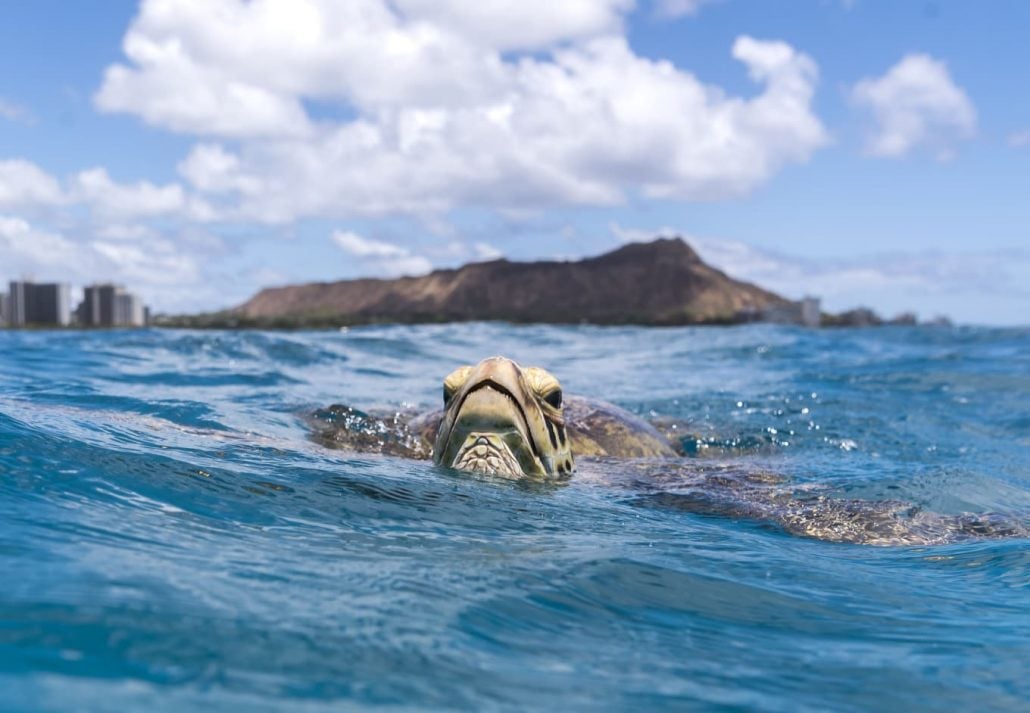 a turtle swimming in Waikiki Beach