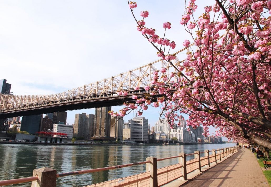 A Cherry Blossom with the Queensboro Bridge on the background. 