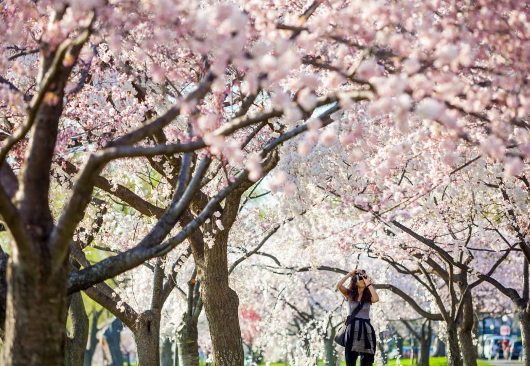 a tourist taking photos of cherry blossom trees