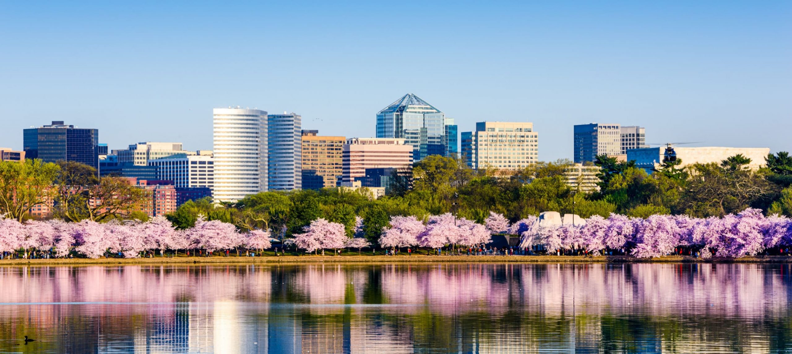 Cherry blossoms in Washington DC