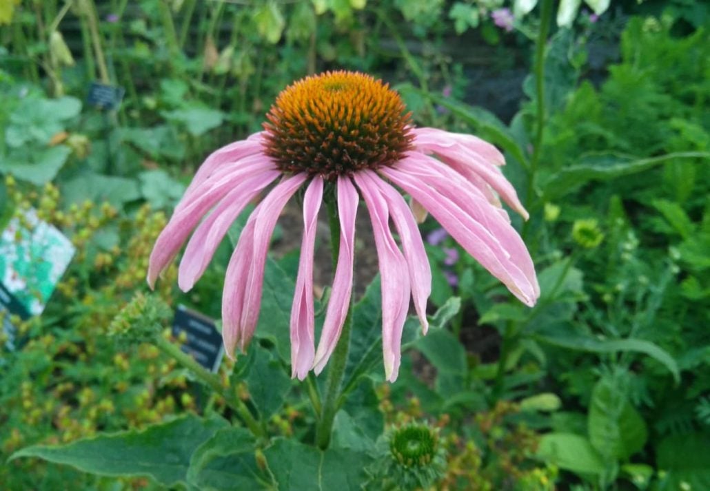 Chelsea Physic Garden, London, England.