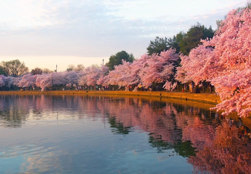 cherry trees around Tidal Basin