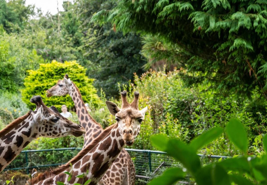 Three giraffes at the Belfast Zoo, Belfast, Northern Ireland.