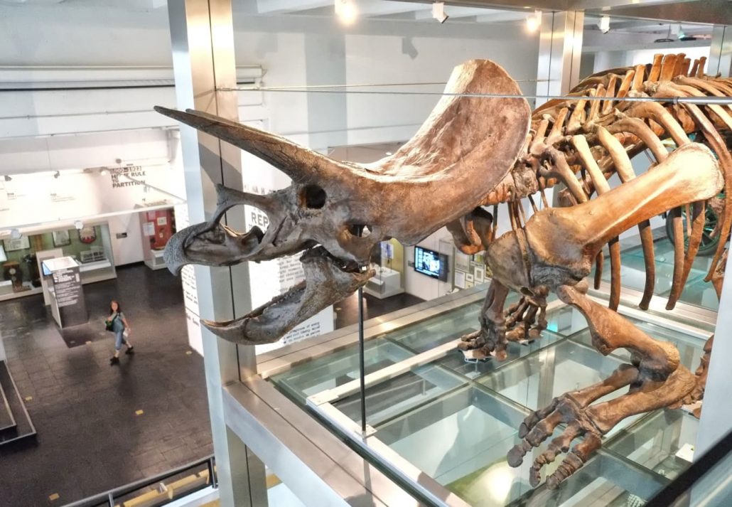 A dinossaur skeleton in  the Ulster Museum, Belfast, Northern Ireland.