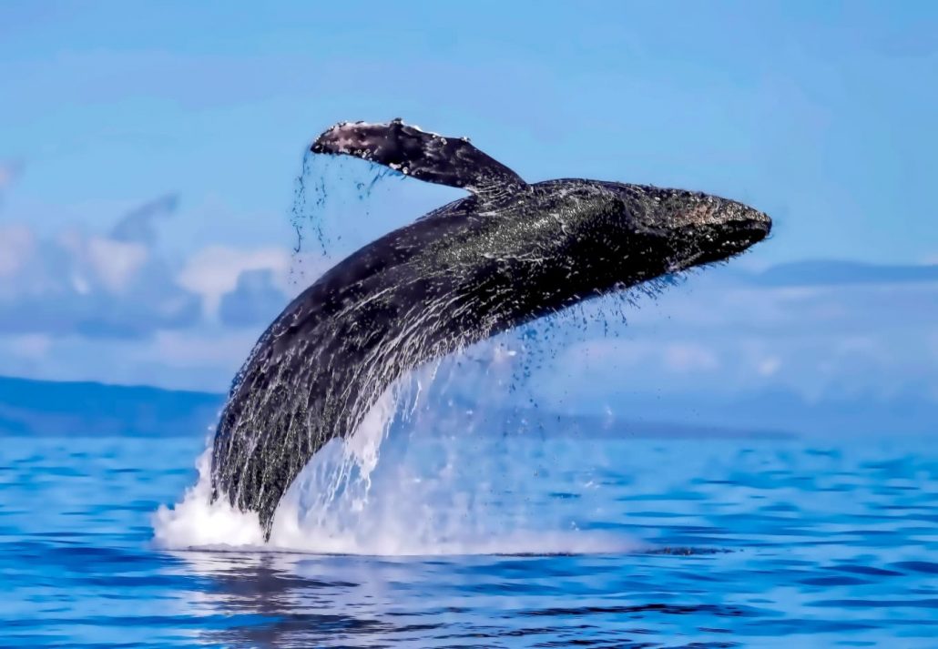 Humpback whale in Maui, Hawaii.
