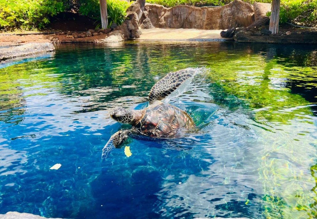 Sea turtle in Maui Ocean Center.