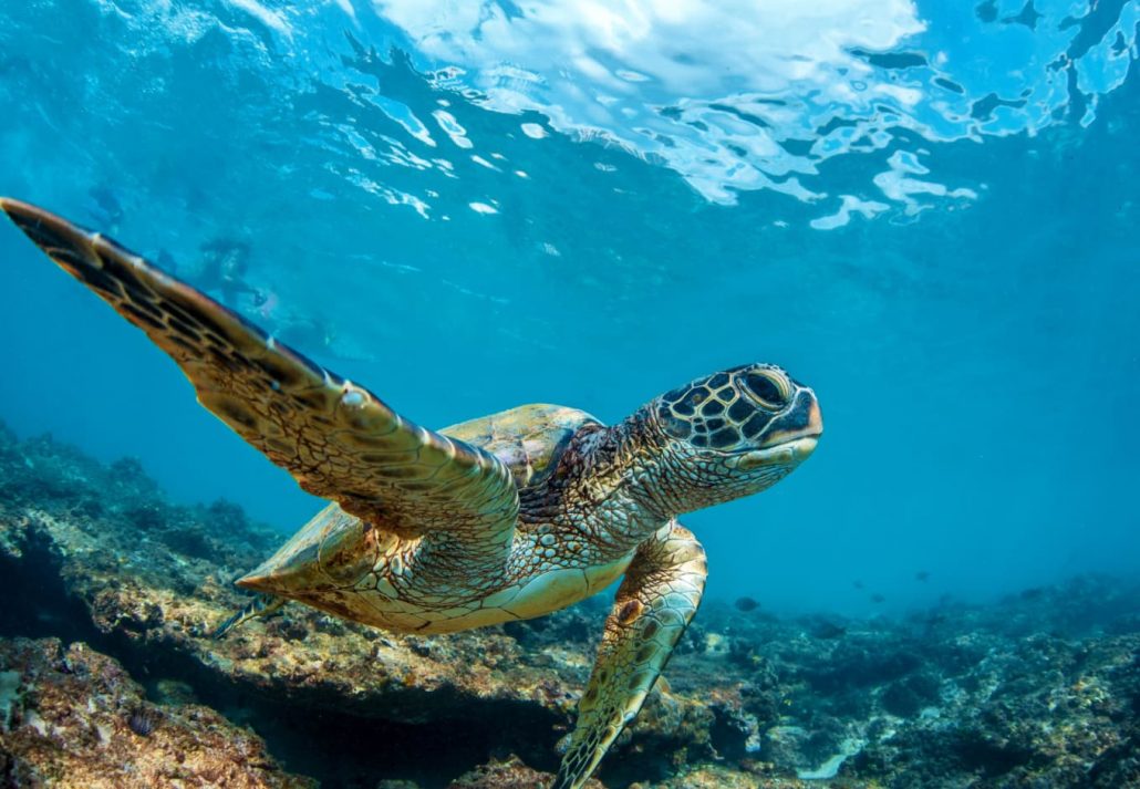 A sea turtle swimming in the ocean.