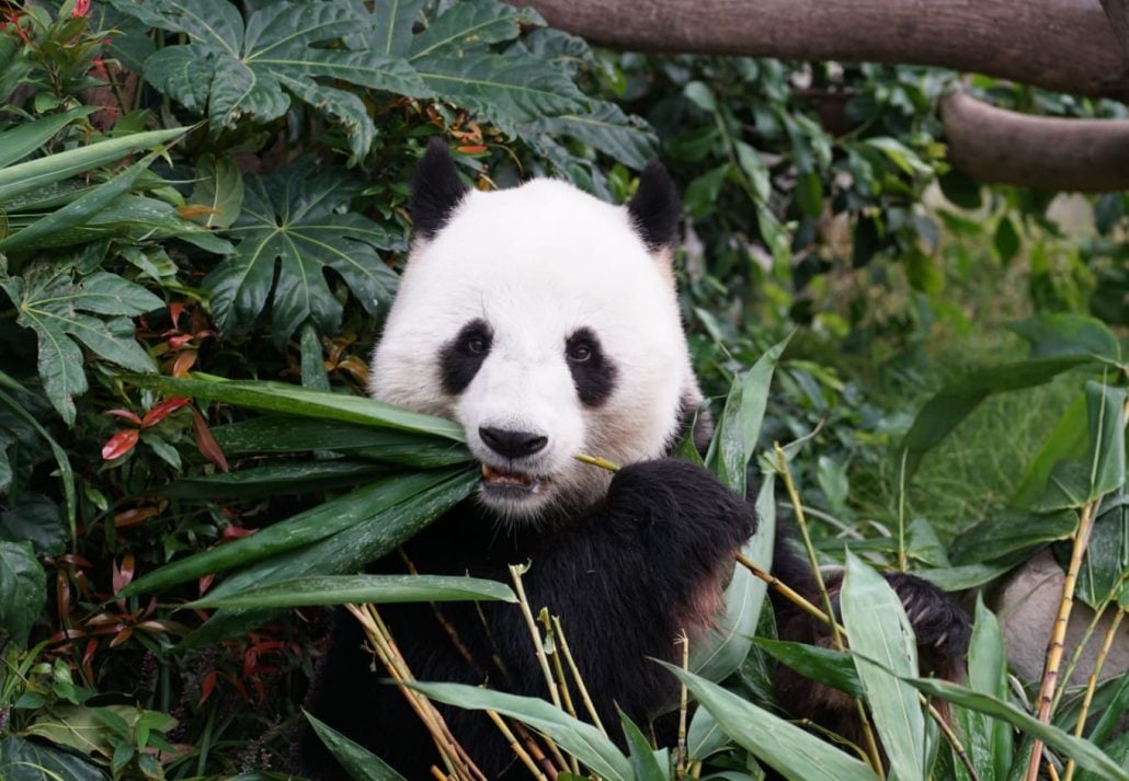 A panda eating plants at the San Diego Zoo, San Diego, California.