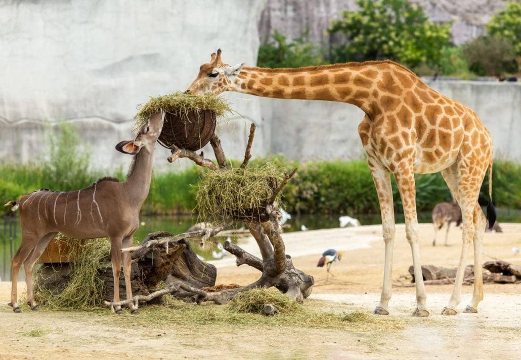 A giraffe at the San Diego Zoo Safari Park, San Diego, California.