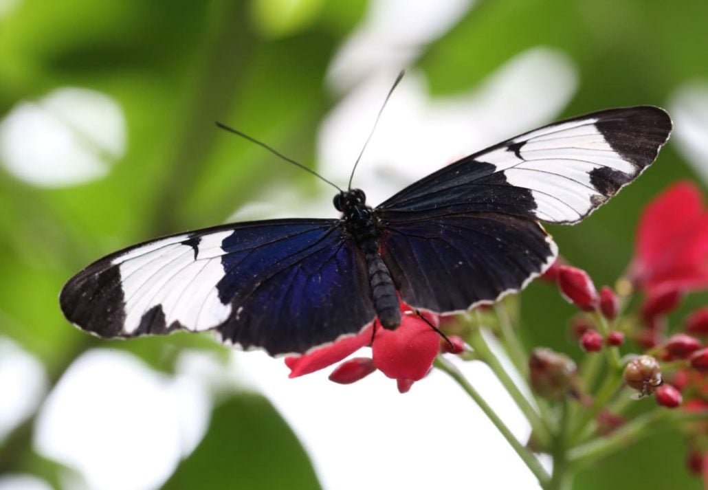 Key West Butterfly & Nature Conservatory, Key West, Florida.