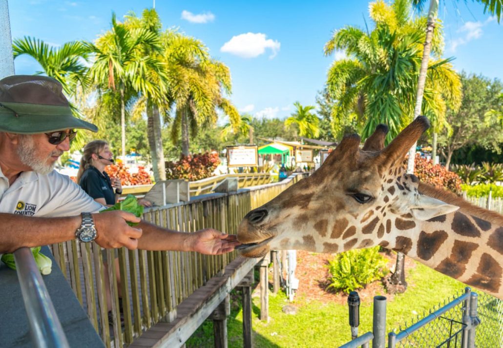 Lion Country Safari, West Palm Beach, Florida.