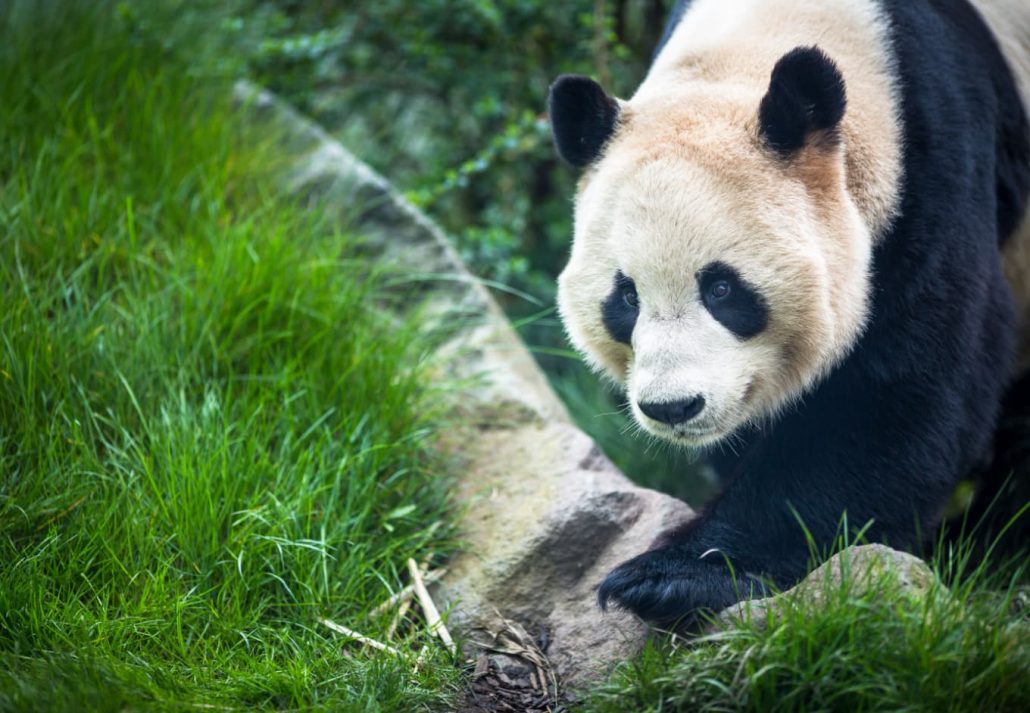 A giant panda at the Edinburgh Zoo, Scotland.