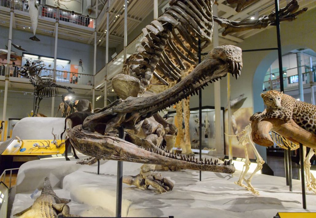 A dinosaur skeleton at the National Museum of Scotland, Edinburgh, Scotland.