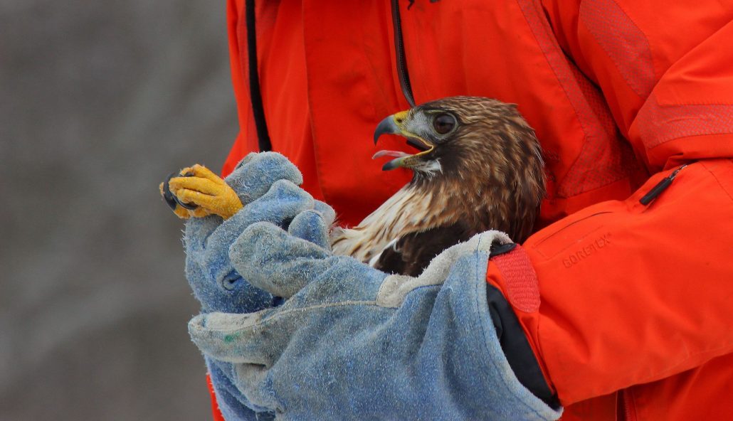 things-to-do-in-sanibel-clinic-for-the-rehabilitation-of-wildlife | CuddlyNest Travel Blog A man holding a rescued bird.