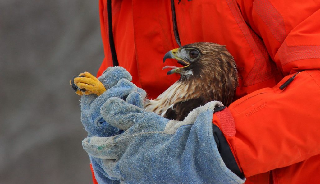 A man holding a rescued bird.