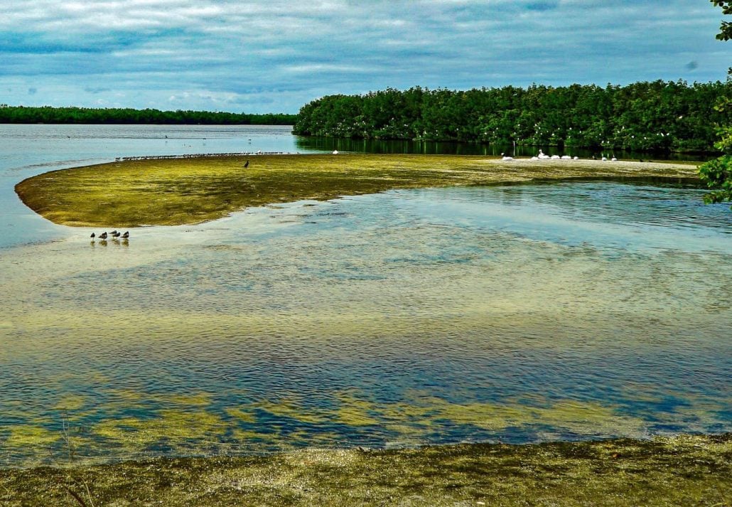 Ding Darling National Wildlife Refuge, in Sanibel Island, Florida.