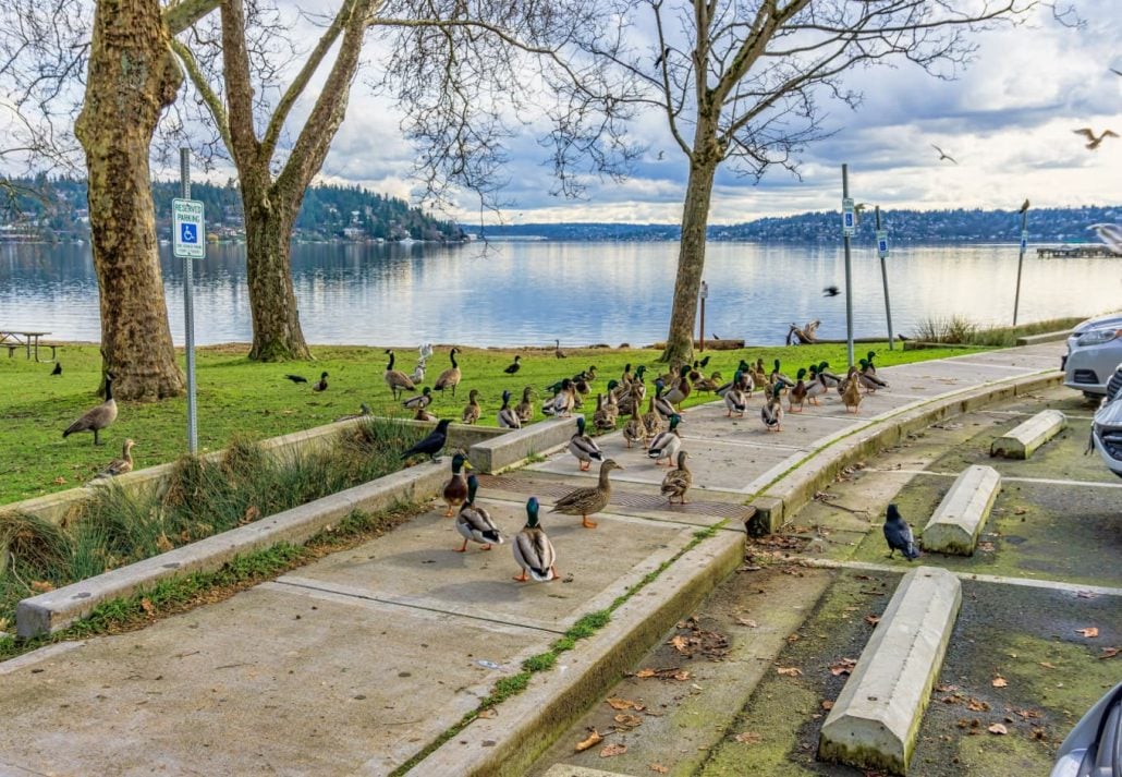 ducks at Seward Park