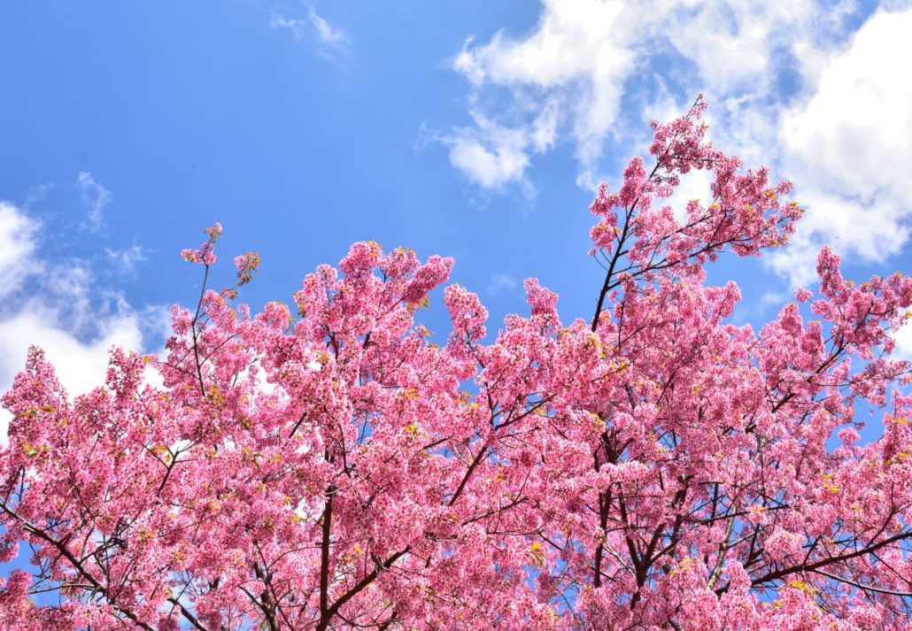 beautiful Sakura trees