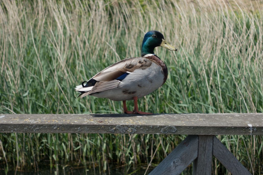 a bird in Cardiff Bay Wetlands Reserve
