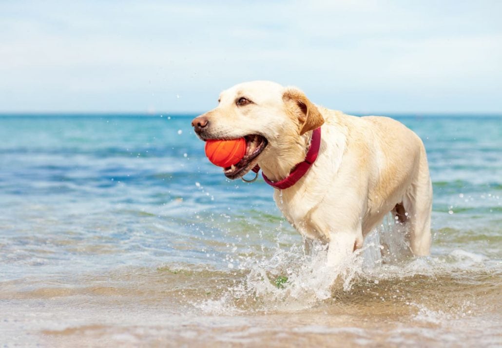 A dog playing with a ball in the ocean at the beach.
