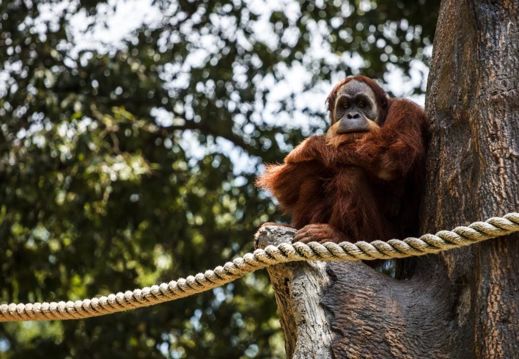 zoo atlanta