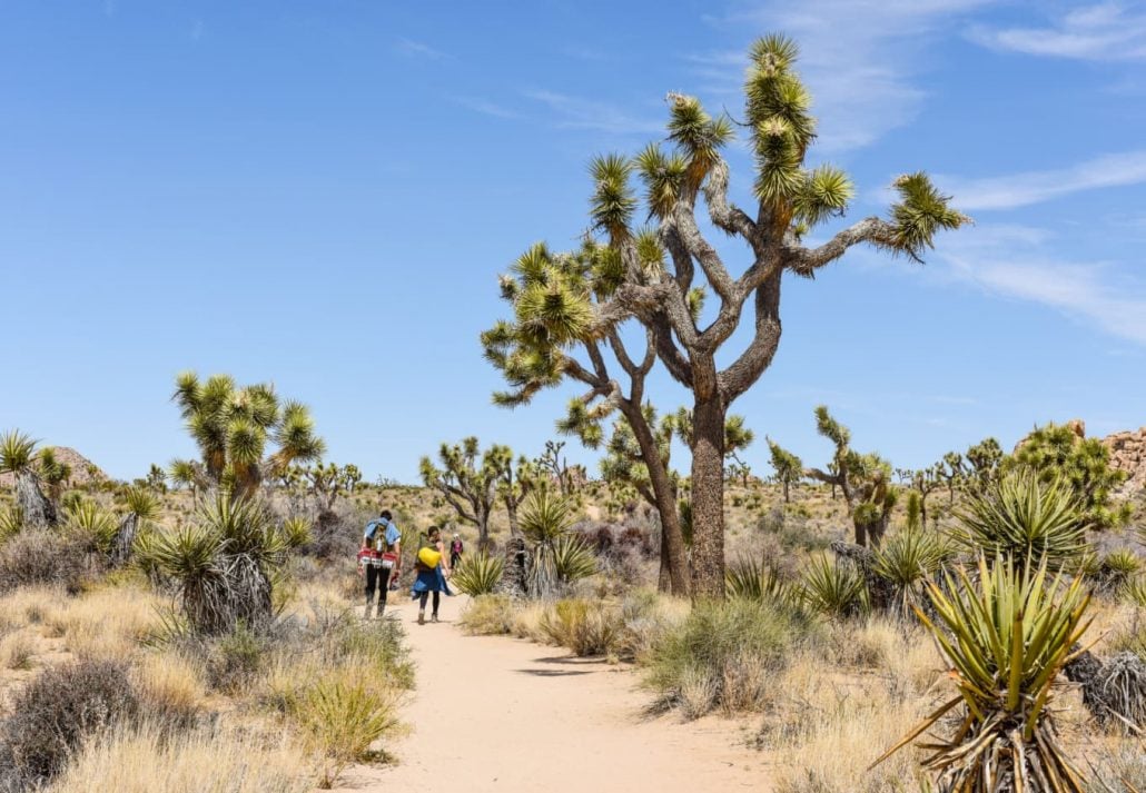 People hiking in the Joshua Tree National Park, California, USA.