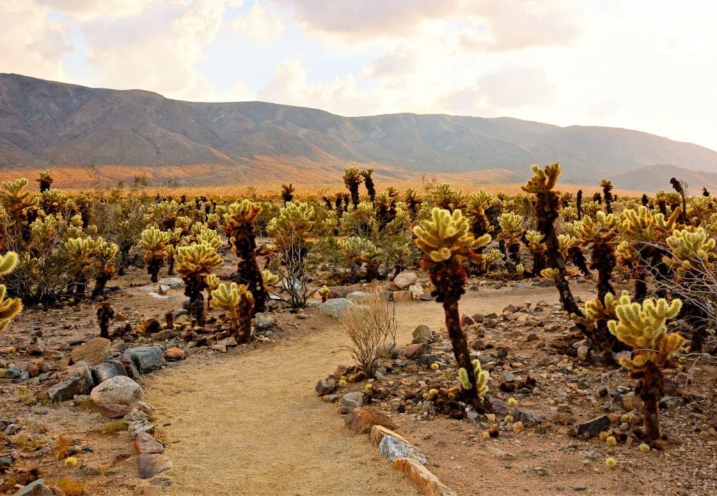 Cholla Cactus Garden in the Joshua Tree National Park, California, Usa.