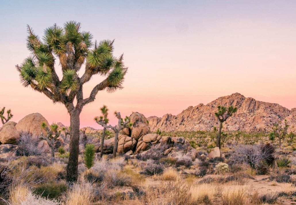 Joshua Tree National Park, California, USA.