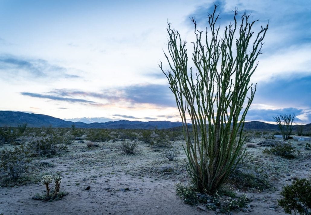 Ocotillo Patch in the Joshua Tree National Park, California, USA.